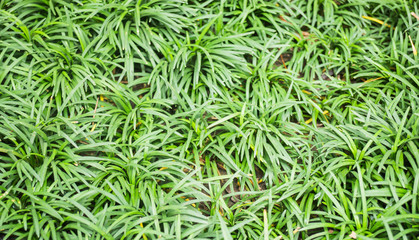 Green tropical plant in the garden