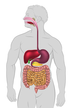 Human Digestive System