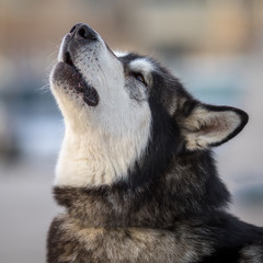 Barking Fluffy Husky Dog Portrait. Syberian Husky Dog Portrait