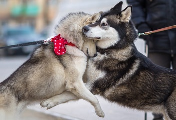 Two Syberian Husky Dogs Hugs Each Other. Dog Love Concept