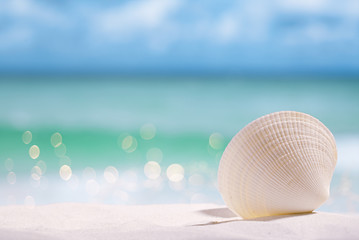 Obraz na płótnie Canvas white sea shell on beach sand and sea blue background