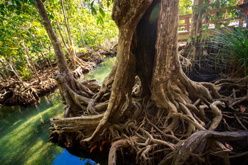 Fototapeta na wymiar large mangrove tree trunk with interlaced roots and hollow