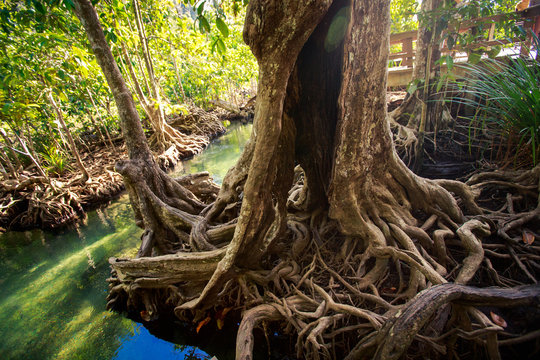 large mangrove tree trunk with interlaced roots and hollow
