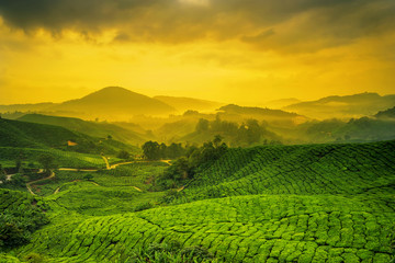 Obrazy  Wschód słońca na plantacji herbaty w Cameron Highlands, Malezja.