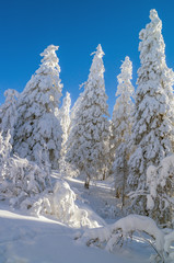 Высокие заснеженные ели 