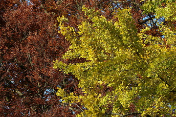 Hängebuche und Gingko mit bunten Blättern im Herbst Fagus und Gingko