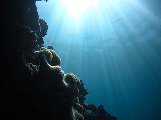 underwater zen