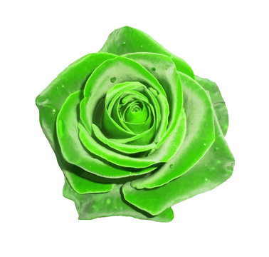 Green Rose Flower.