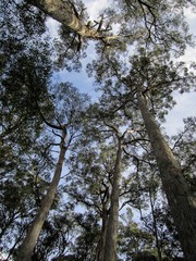 Tasmanian tall trees