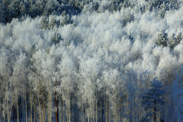 Snow covered trees in forest