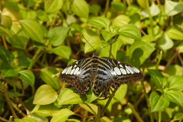 Swallowtail (Atrophaneura sp.), tropical butterfly,Thailand