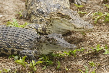 Siam Crocodile,( crocodylus siamensis), Vietnam, Asia