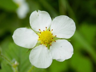 Strawberry flower