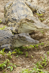 Siam Crocodile,( crocodylus siamensis), Vietnam, Asia