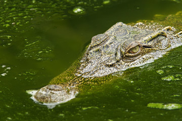 Siam Crocodile,( crocodylus siamensis), Vietnam, Asia