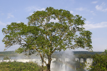waterfall Iguacu Falls in Brazil and Argentina