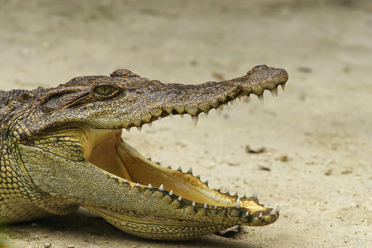 Siam Crocodile,( crocodylus siamensis), Vietnam, Asia