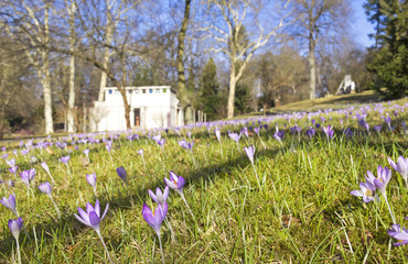 Obraz premium Crocuses in the Park in Springtime.
