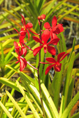 Obraz premium Tropical Orchid (Cattleya) ,Thailand