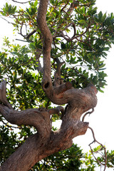 Fototapeta na wymiar Old tree with twisted trunk