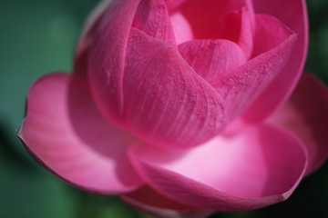 close up of lotus flower.