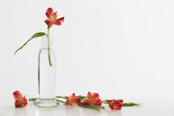 Alstroemeria flowers in vase on table