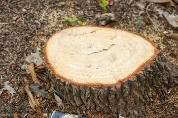 dry stump tree in garden
