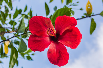 Hibiscus Flower.