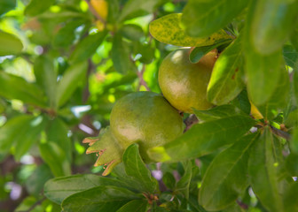 Flowers and pomegranates. Spain. 
