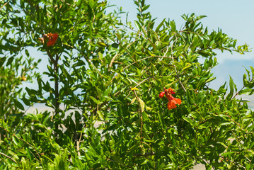 Flowers and pomegranates. Spain. 
