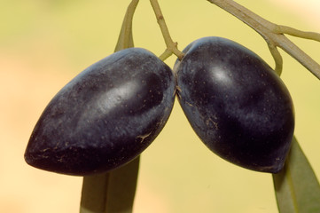 Olives (Olea europaea)