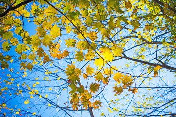 Yellow autumn tree branch