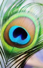 Iridescent Eye