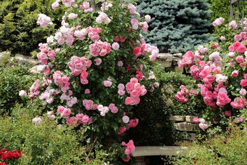 Pink roses.