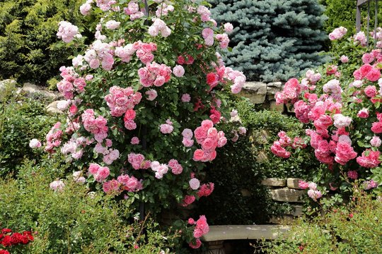 Fototapeta Pink roses.