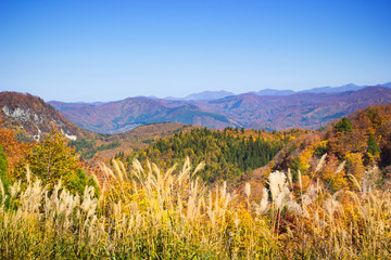 Landscapes autumn forest