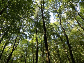 Deciduous forest