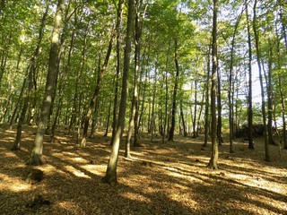 Deciduous forest