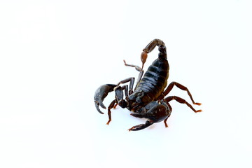 black scorpion isolated on white background