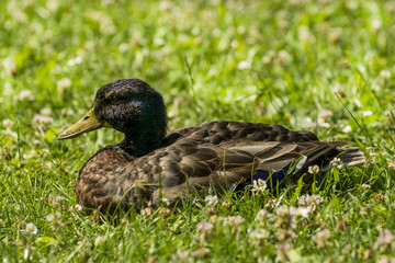Stockente