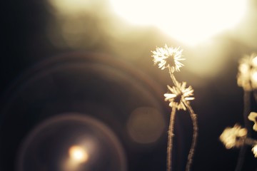Grass flower wallpaper  © madcat_madlove