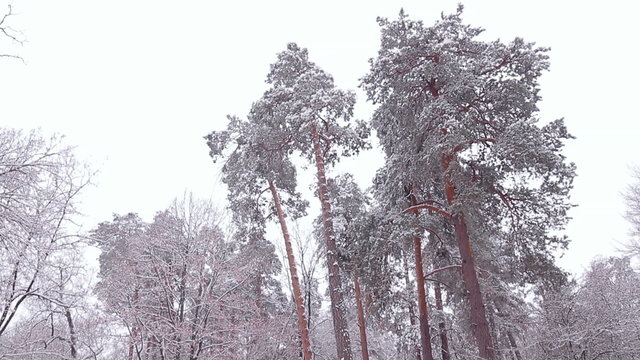 Winter pine forest.