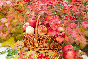 Basket with apples on the grass in the autumn orchard