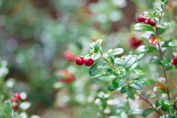 Cowberry. Bushes of ripe forest berries.