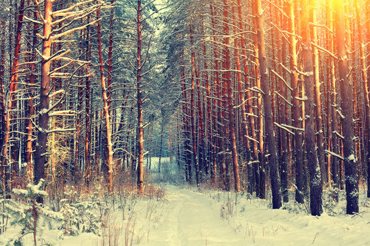 Winter snowy forest