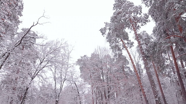 Fairytale winter wood.
