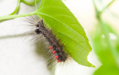 Close up of caterpillar on the green leaf