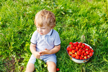 Little kid boy picking strawberries on farm, outdoors.