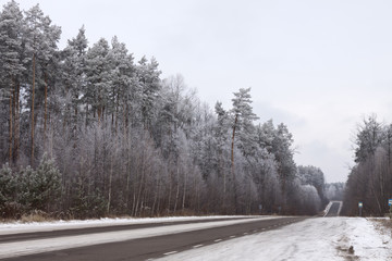 Obraz premium asphalt road in the forest