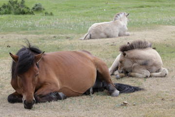 Horse and two foal lying on meadow. Yakutia. Russia.